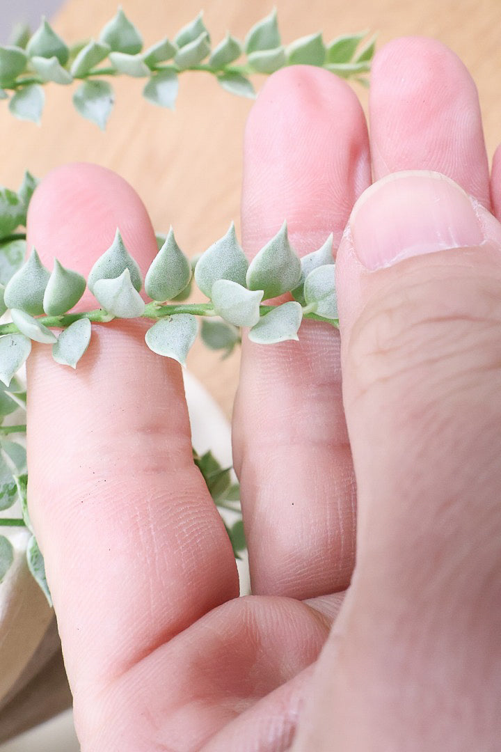 【ディスキディア ミリオンハート バリエガタ】今回の葉最高の仕上がりの爽やかな葉色!ミニミニの葉がとてもかわいいです!