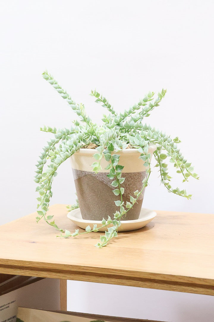 【ディスキディア ミリオンハート バリエガタ】今回の葉最高の仕上がりの爽やかな葉色!ミニミニの葉がとてもかわいいです!