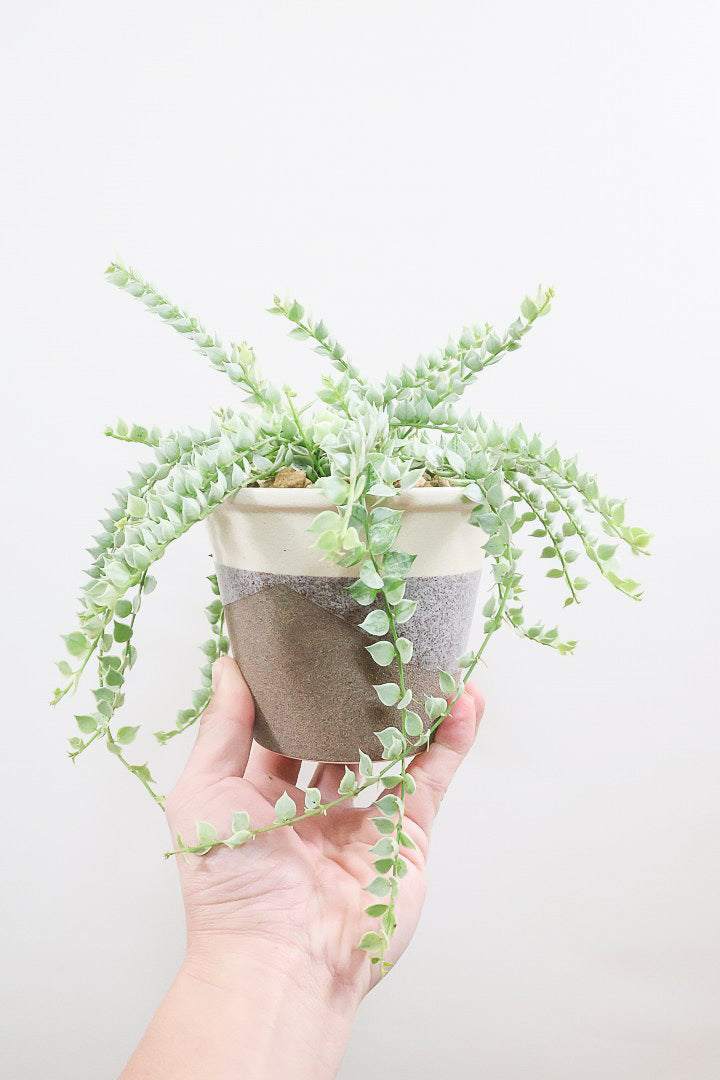 【ディスキディア ミリオンハート バリエガタ】今回の葉最高の仕上がりの爽やかな葉色!ミニミニの葉がとてもかわいいです!