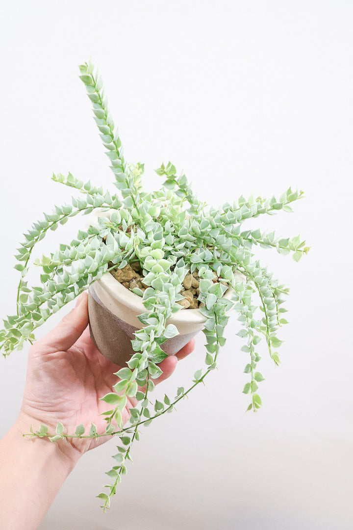 【ディスキディア ミリオンハート バリエガタ】今回の葉最高の仕上がりの爽やかな葉色!ミニミニの葉がとてもかわいいです!