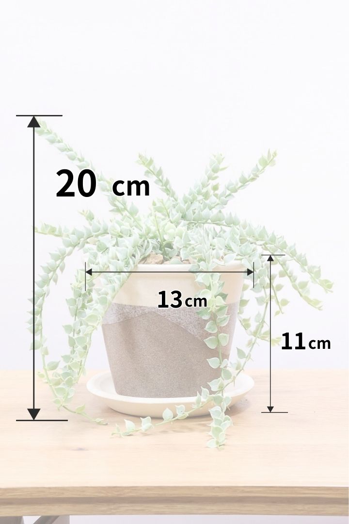 【ディスキディア ミリオンハート バリエガタ】今回の葉最高の仕上がりの爽やかな葉色!ミニミニの葉がとてもかわいいです!