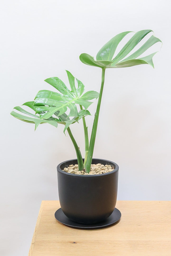 モンステラ コンパクターPK59497| 観葉植物の通信販売 | APEGO