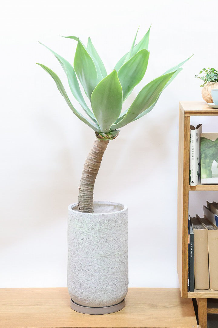 アガベ アテナータ 黄覆輪 Agave attenuata 'Yellow marginata