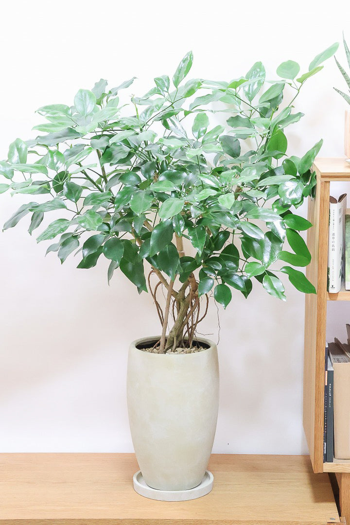 シェフレラ エリプティカY59539| 観葉植物の通信販売 | APEGO