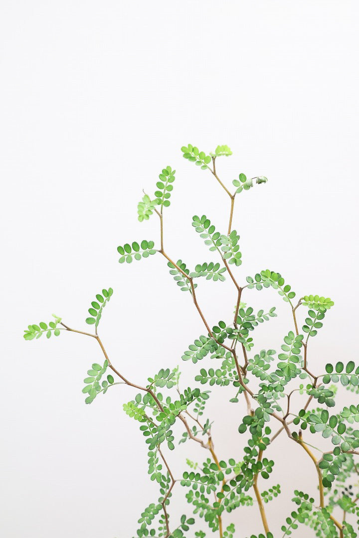 【ソフォラ リトルベイビー】ミニミニのかわいい葉っぱがかわいい!育てやすい観葉植物! 寒さに強いです!