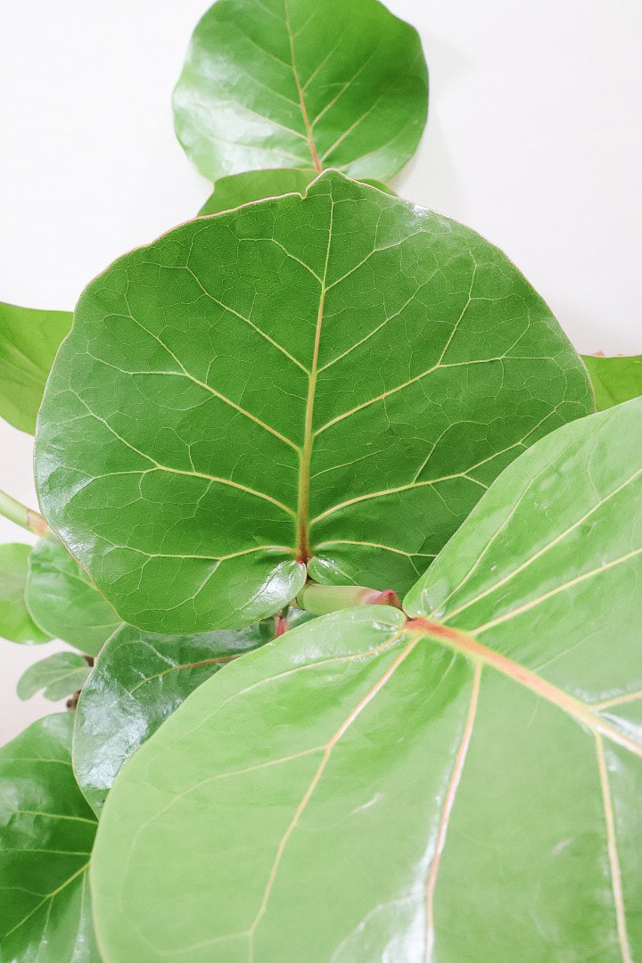 【シーグレープ】まん丸の葉っぱがとてもかわいい人気の観葉植物です! このサイズはめったに入荷しませんのでぜひ!