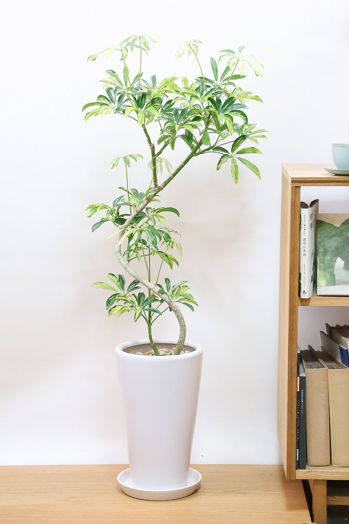 シェフレラ アッシュフォリアW59609| 観葉植物の通信販売