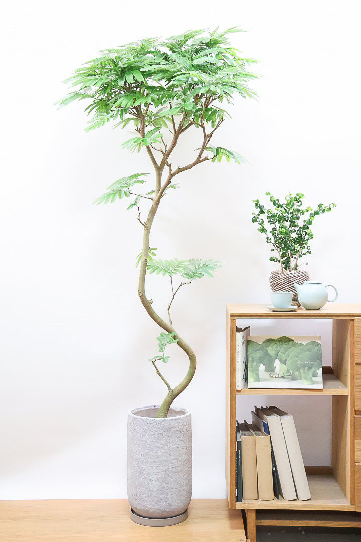 エバーフレッシュ (アカサヤネムノキ) 【観葉植物 大型 8号