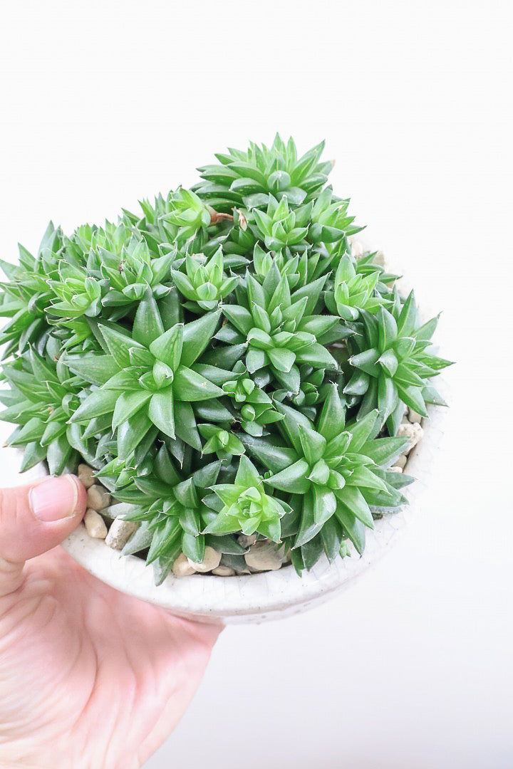 【ハオルチア シンビフォルミス】超群生タイプ!密に葉が出ているのでかわいさ100点満点!ホワイトのポットもスタイリッシュ!