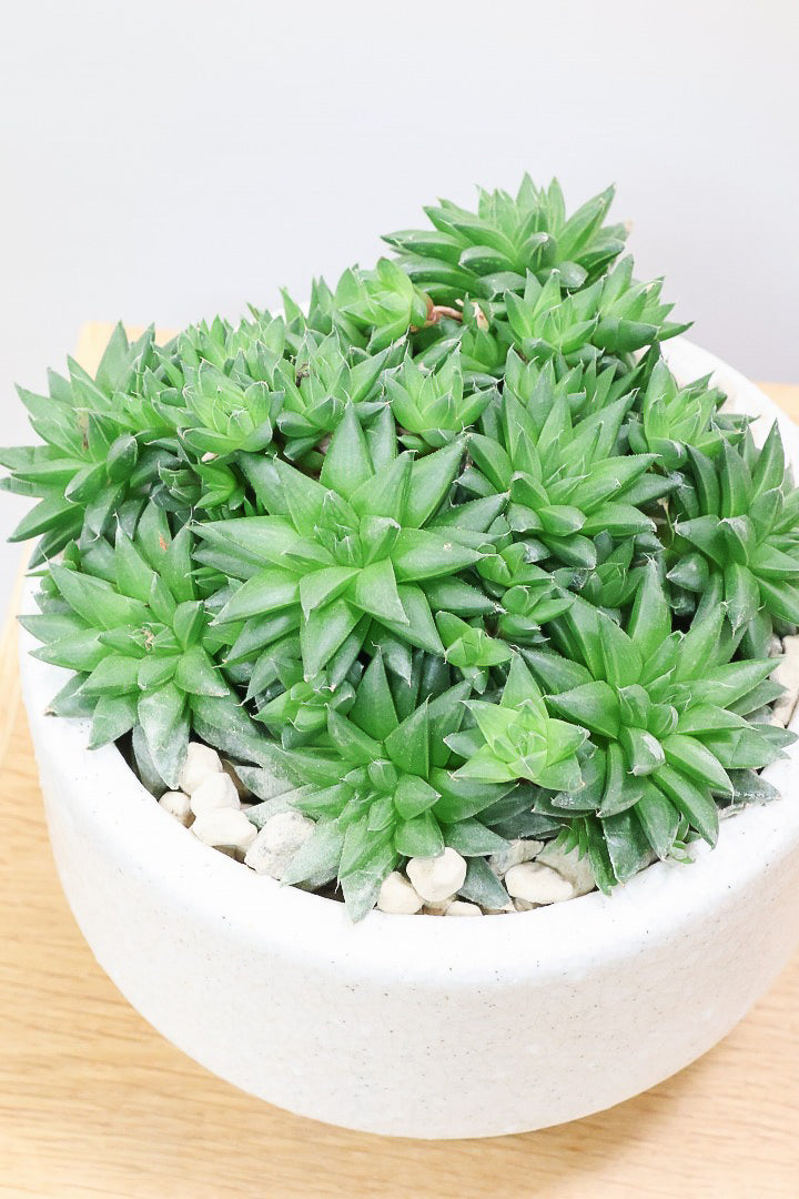 【ハオルチア シンビフォルミス】超群生タイプ!密に葉が出ているのでかわいさ100点満点!ホワイトのポットもスタイリッシュ!