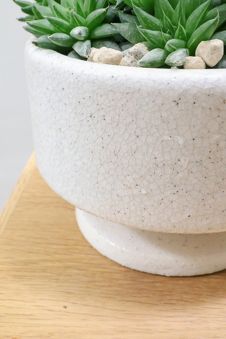 【ハオルチア シンビフォルミス】超群生タイプ!密に葉が出ているのでかわいさ100点満点!ホワイトのポットもスタイリッシュ!