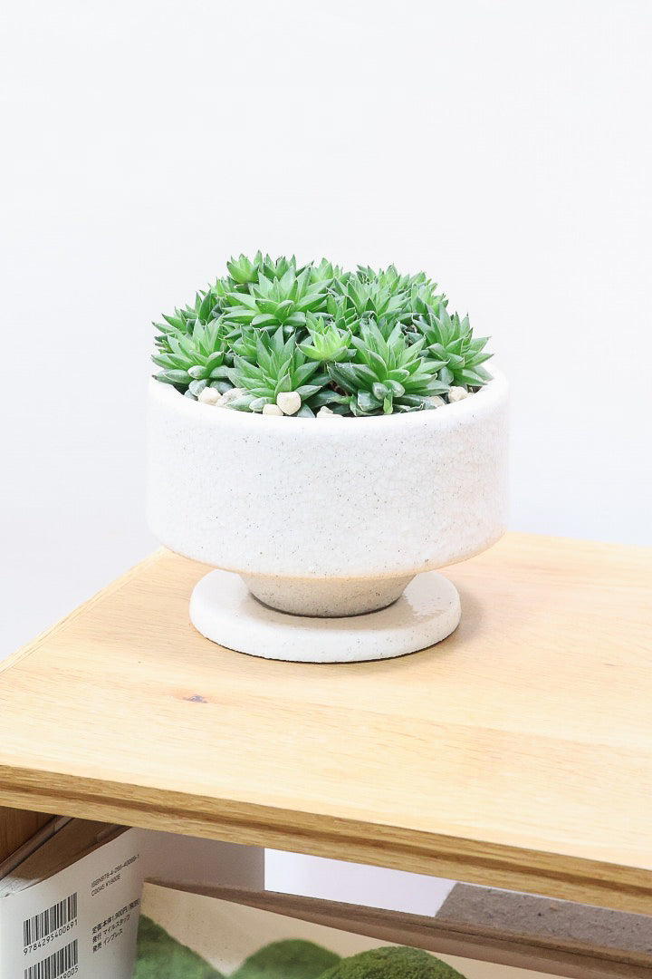 【ハオルチア シンビフォルミス】超群生タイプ!密に葉が出ているのでかわいさ100点満点!ホワイトのポットもスタイリッシュ!