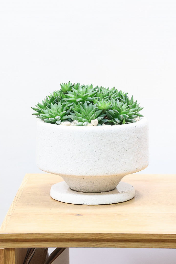 【ハオルチア シンビフォルミス】超群生タイプ!密に葉が出ているのでかわいさ100点満点!ホワイトのポットもスタイリッシュ!