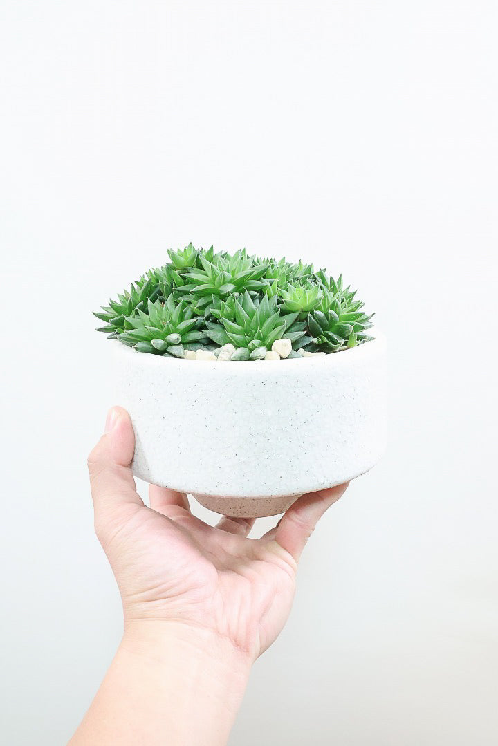 【ハオルチア シンビフォルミス】超群生タイプ!密に葉が出ているのでかわいさ100点満点!ホワイトのポットもスタイリッシュ!