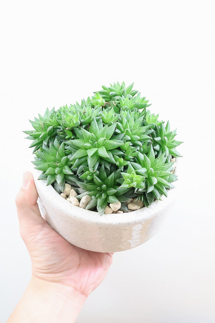 【ハオルチア シンビフォルミス】超群生タイプ!密に葉が出ているのでかわいさ100点満点!ホワイトのポットもスタイリッシュ!