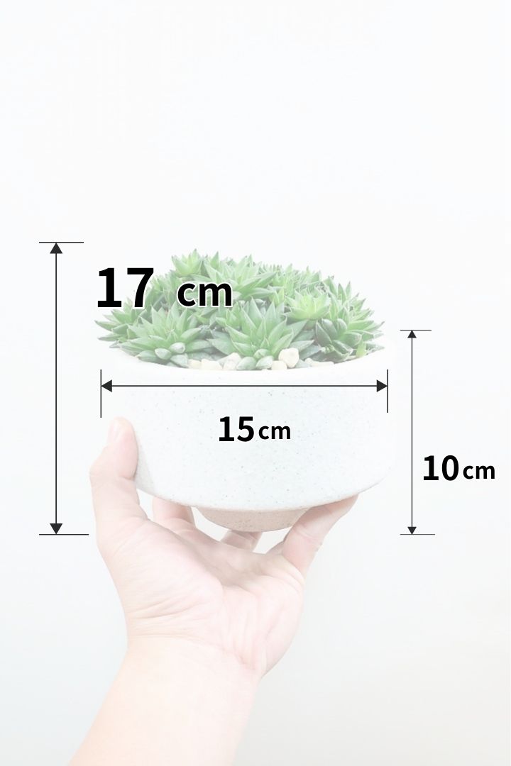 【ハオルチア シンビフォルミス】超群生タイプ!密に葉が出ているのでかわいさ100点満点!ホワイトのポットもスタイリッシュ!