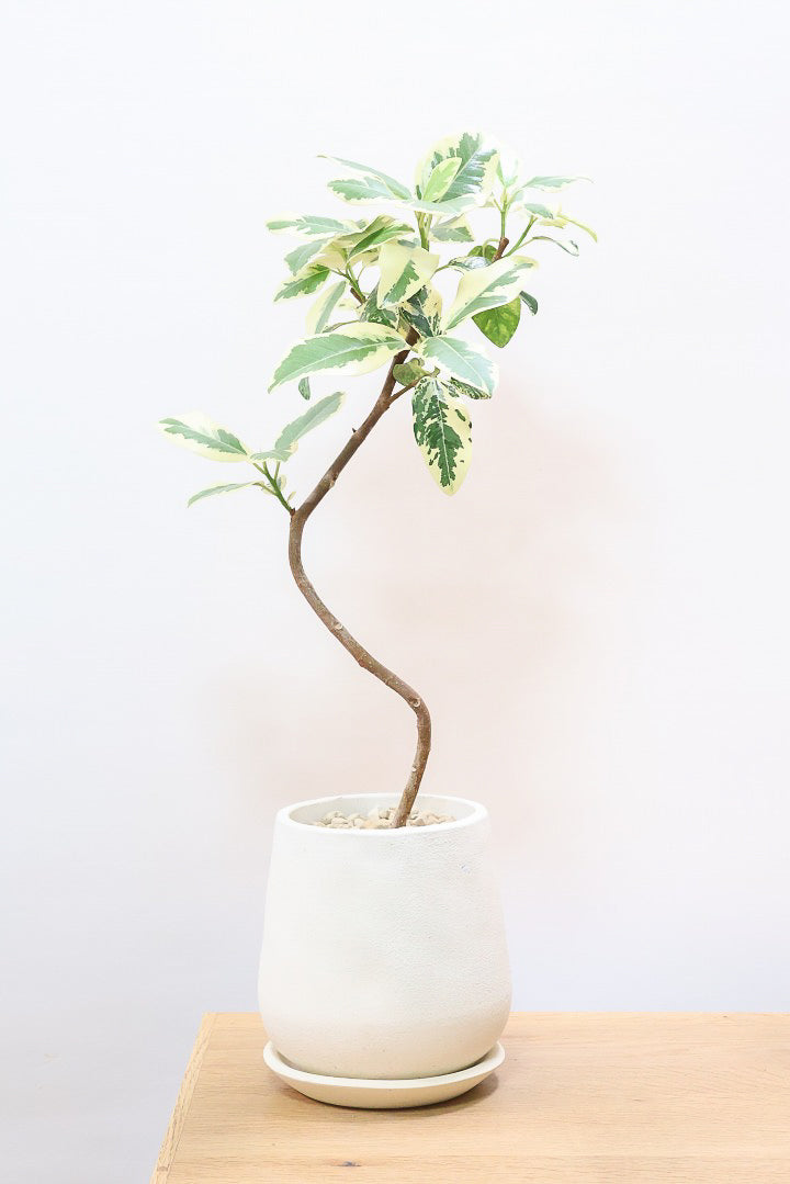 【斑入りフランスゴム】希少な斑入りです!しかも今回は曲がりタイプ!肉厚のかわいい葉っぱが特徴の観葉植物!!良い色出てます!