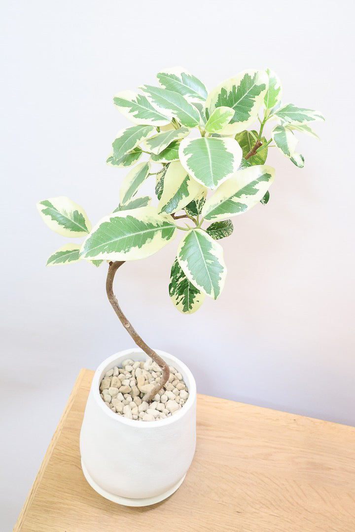 【斑入りフランスゴム】希少な斑入りです!しかも今回は曲がりタイプ!肉厚のかわいい葉っぱが特徴の観葉植物!!良い色出てます!