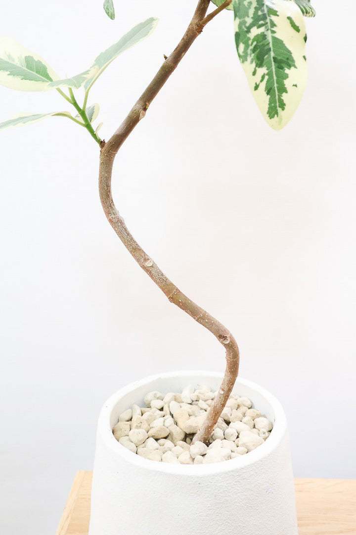 【斑入りフランスゴム】希少な斑入りです!しかも今回は曲がりタイプ!肉厚のかわいい葉っぱが特徴の観葉植物!!良い色出てます!