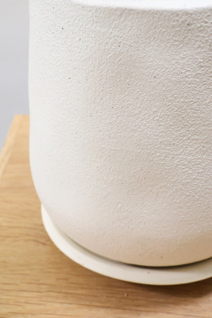 【斑入りフランスゴム】希少な斑入りです!しかも今回は曲がりタイプ!肉厚のかわいい葉っぱが特徴の観葉植物!!良い色出てます!