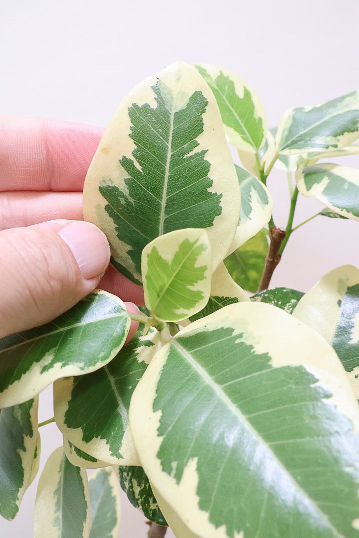 【斑入りフランスゴム】希少な斑入りです!しかも今回は曲がりタイプ!肉厚のかわいい葉っぱが特徴の観葉植物!!良い色出てます!