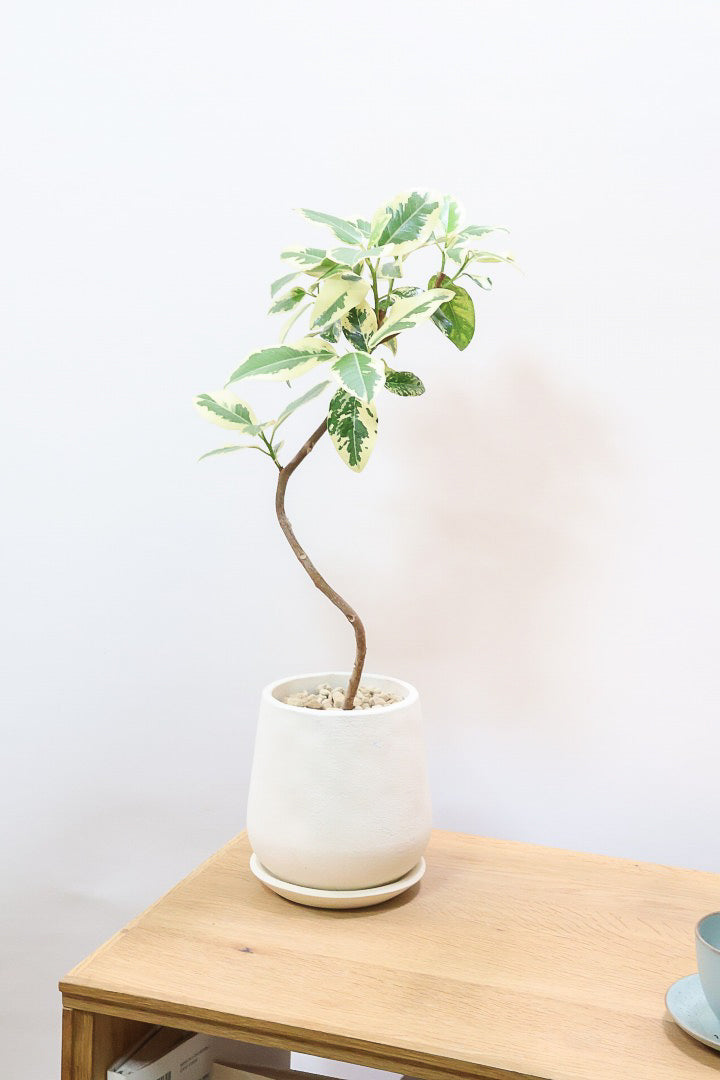 【斑入りフランスゴム】希少な斑入りです!しかも今回は曲がりタイプ!肉厚のかわいい葉っぱが特徴の観葉植物!!良い色出てます!