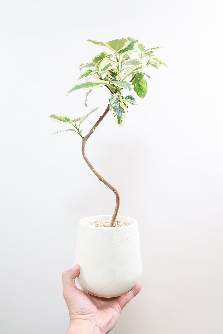 【斑入りフランスゴム】希少な斑入りです!しかも今回は曲がりタイプ!肉厚のかわいい葉っぱが特徴の観葉植物!!良い色出てます!