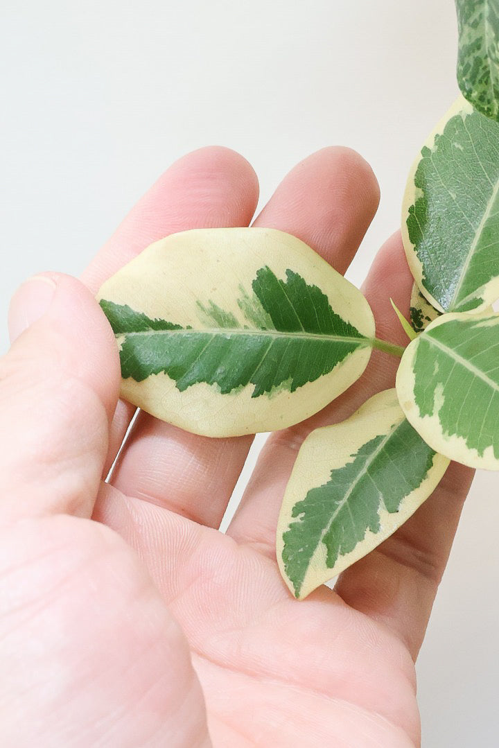 【斑入りフランスゴム】希少な斑入りです!しかも今回は曲がりタイプ!肉厚のかわいい葉っぱが特徴の観葉植物!!良い色出てます!