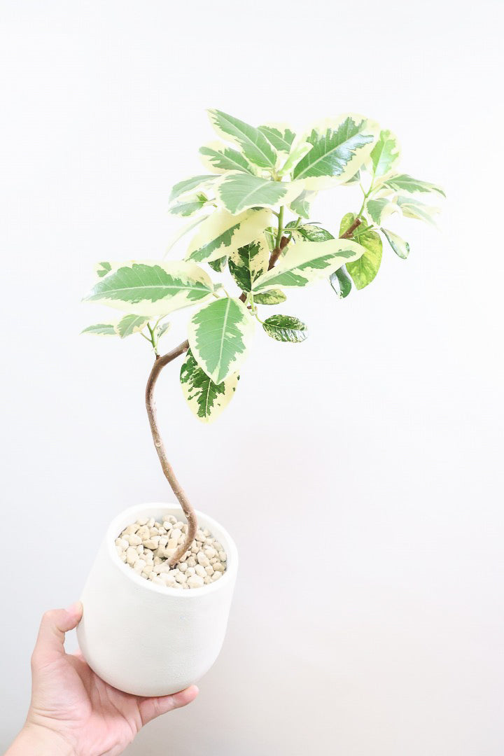 【斑入りフランスゴム】希少な斑入りです!しかも今回は曲がりタイプ!肉厚のかわいい葉っぱが特徴の観葉植物!!良い色出てます!