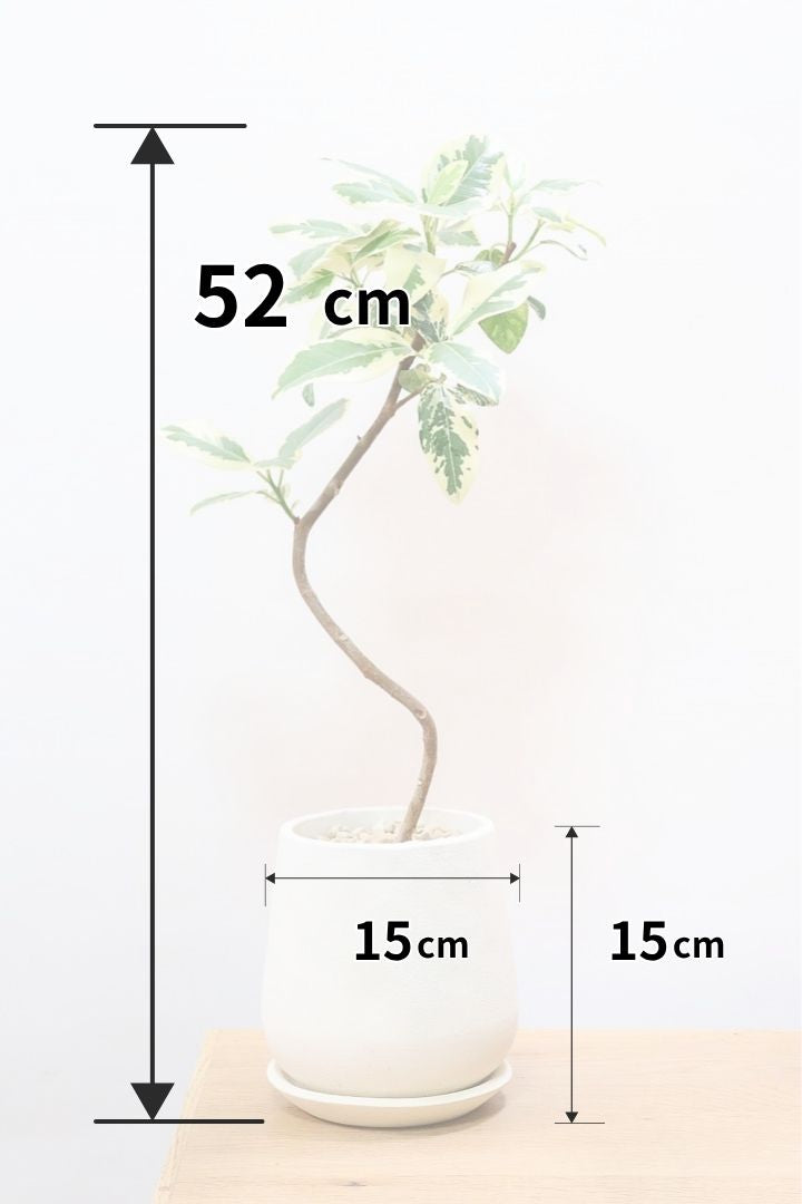 【斑入りフランスゴム】希少な斑入りです!しかも今回は曲がりタイプ!肉厚のかわいい葉っぱが特徴の観葉植物!!良い色出てます!