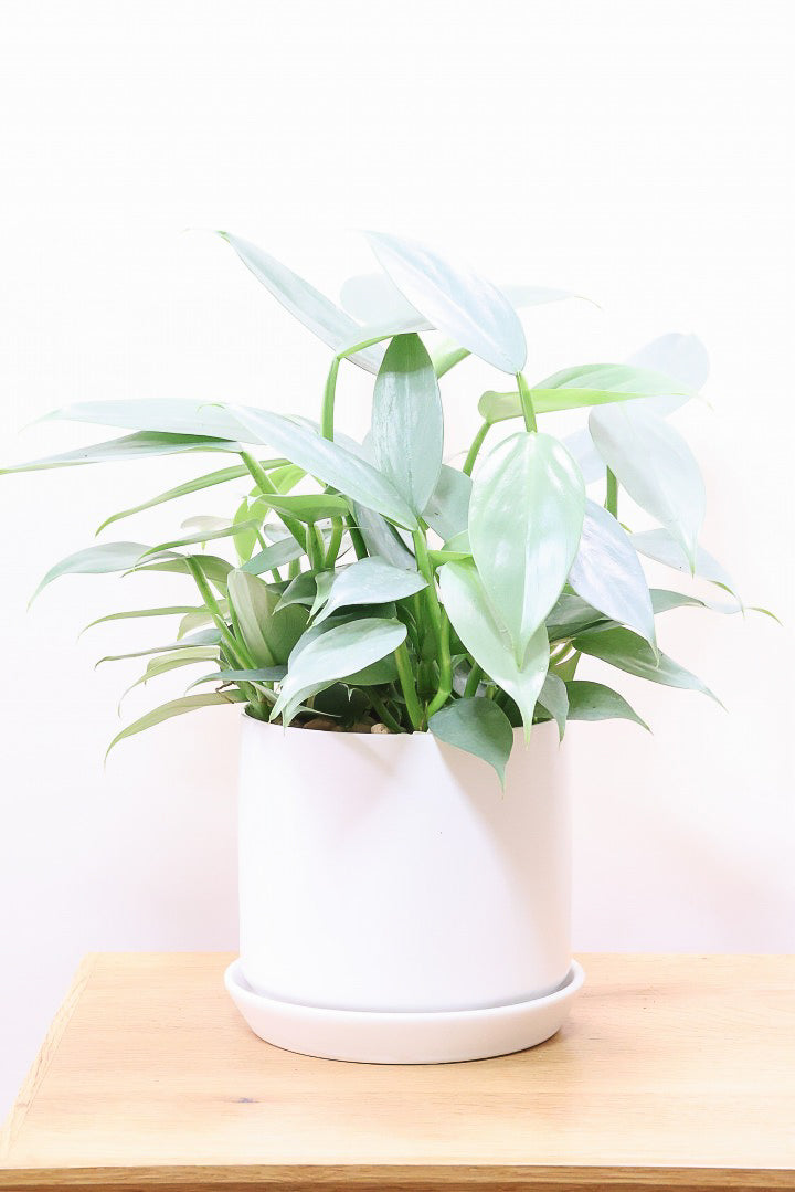 【シルバーメタル】ボリュームのあるサイズ。葉の質感が特徴的な観葉植物です!!状態は最高に良いです!