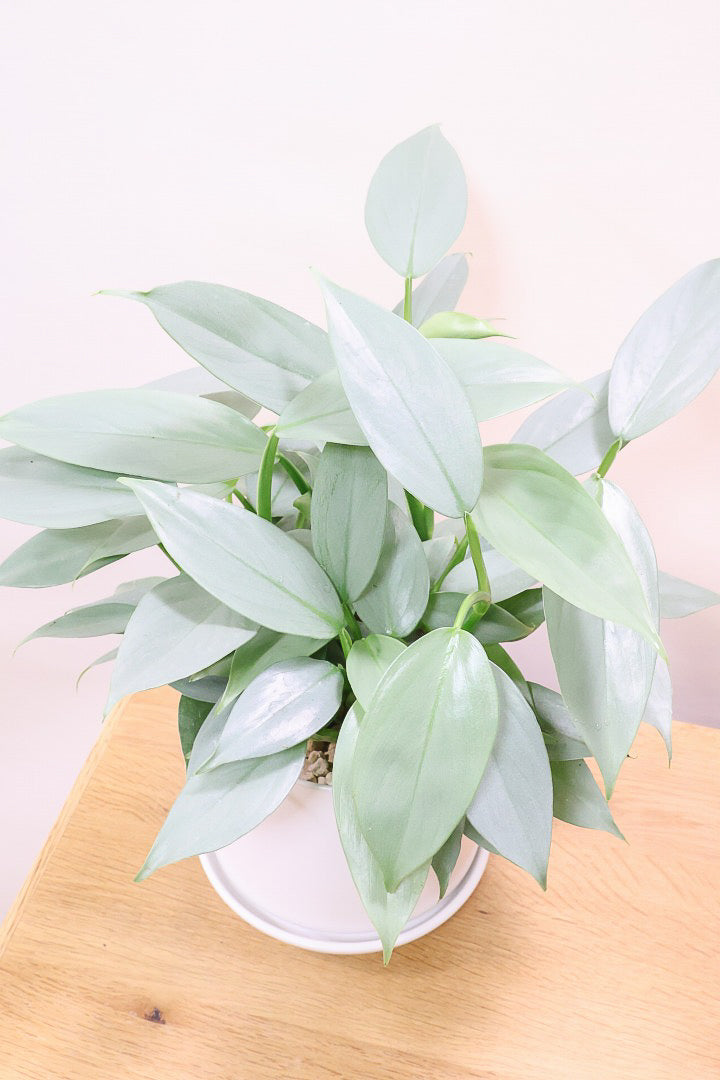 【シルバーメタル】ボリュームのあるサイズ。葉の質感が特徴的な観葉植物です!!状態は最高に良いです!