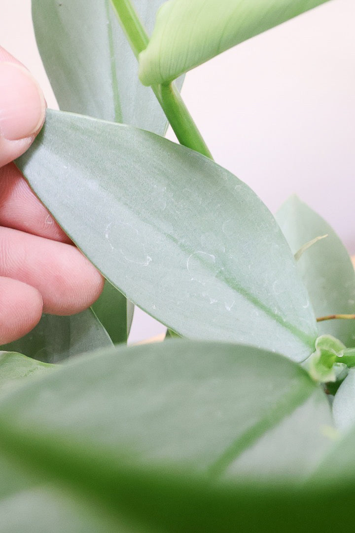 【シルバーメタル】ボリュームのあるサイズ。葉の質感が特徴的な観葉植物です!!状態は最高に良いです!