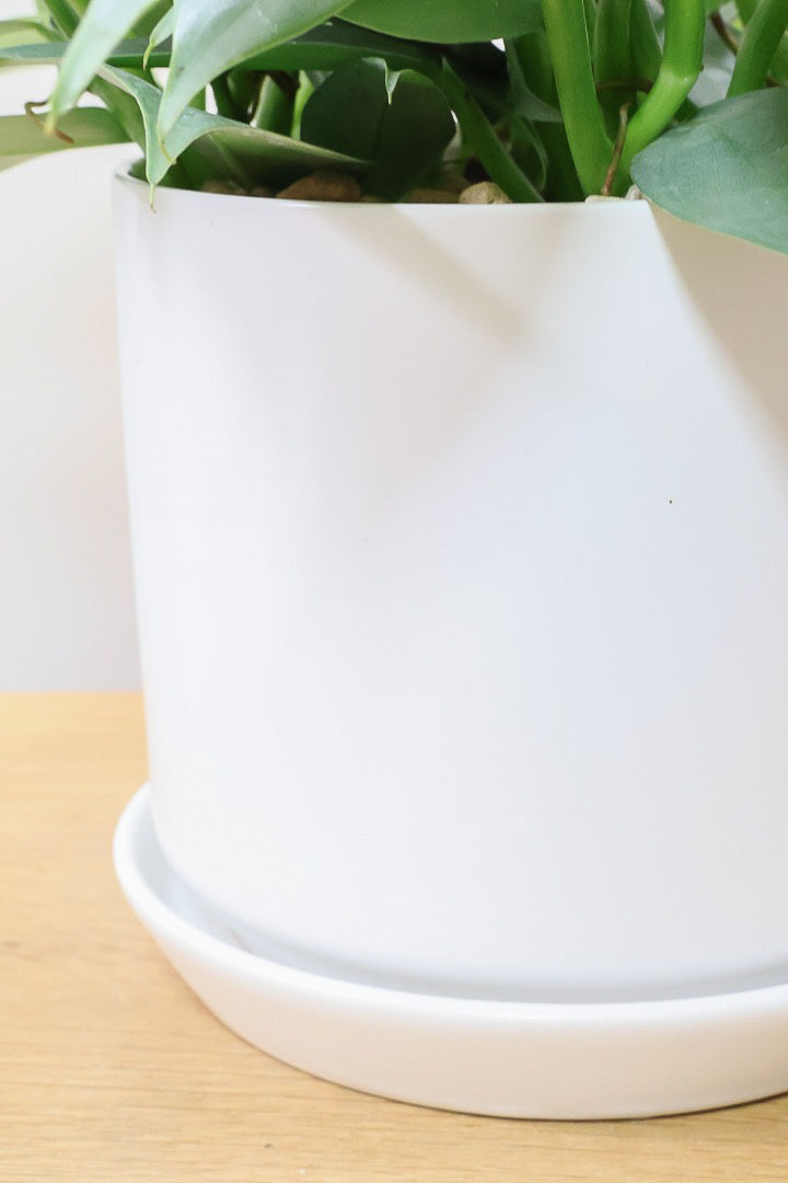 【シルバーメタル】ボリュームのあるサイズ。葉の質感が特徴的な観葉植物です!!状態は最高に良いです!