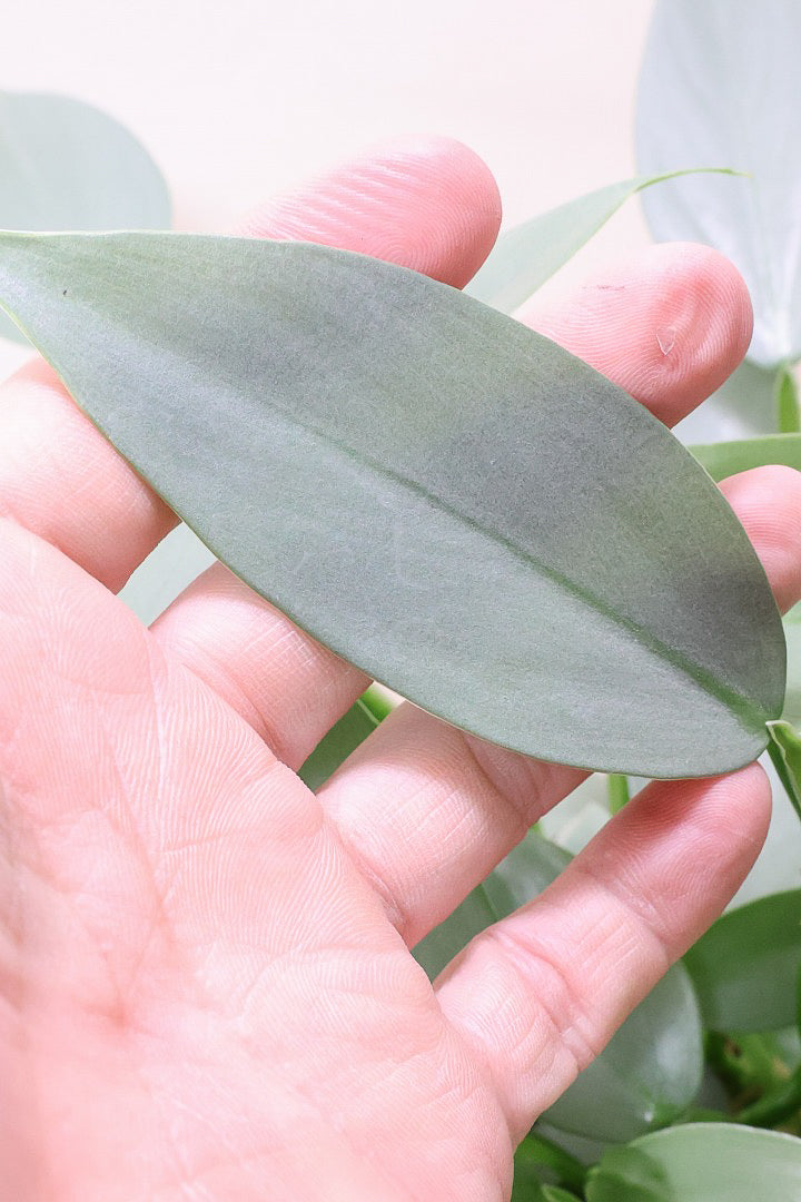 【シルバーメタル】ボリュームのあるサイズ。葉の質感が特徴的な観葉植物です!!状態は最高に良いです!