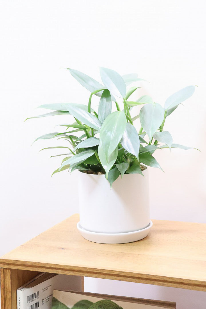 【シルバーメタル】ボリュームのあるサイズ。葉の質感が特徴的な観葉植物です!!状態は最高に良いです!