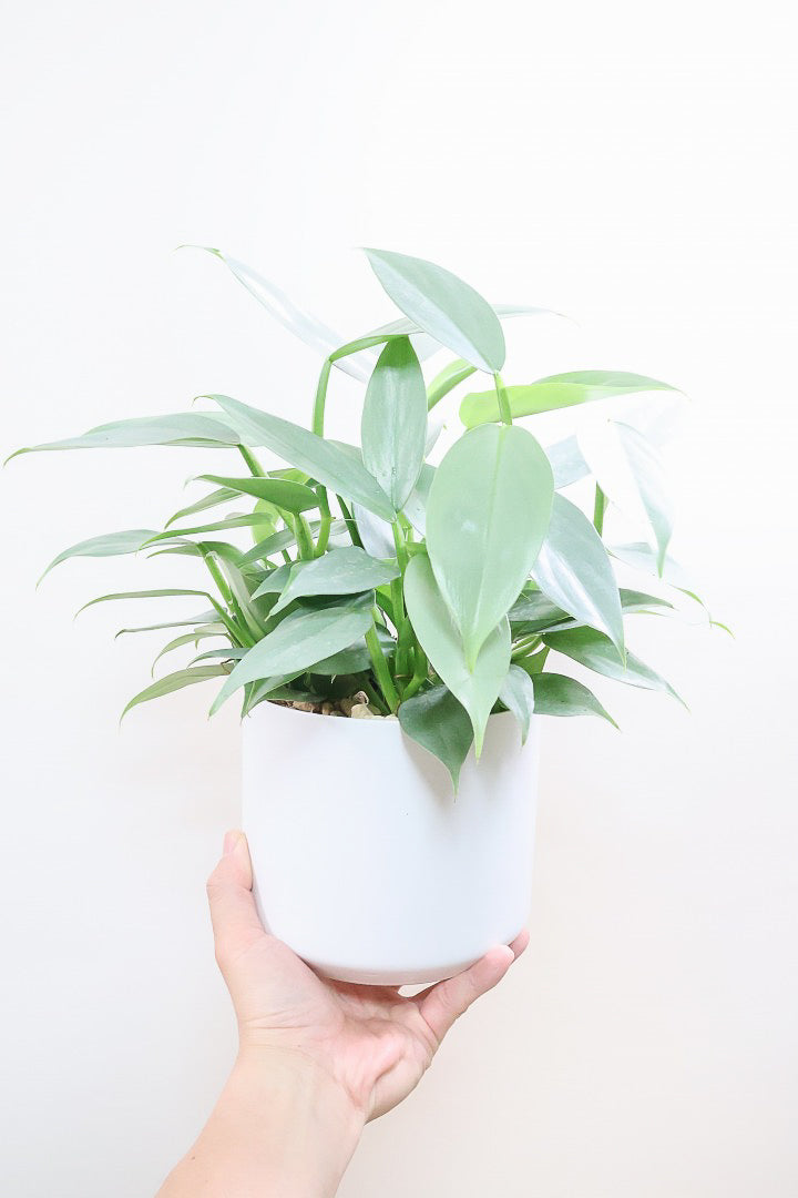 【シルバーメタル】ボリュームのあるサイズ。葉の質感が特徴的な観葉植物です!!状態は最高に良いです!