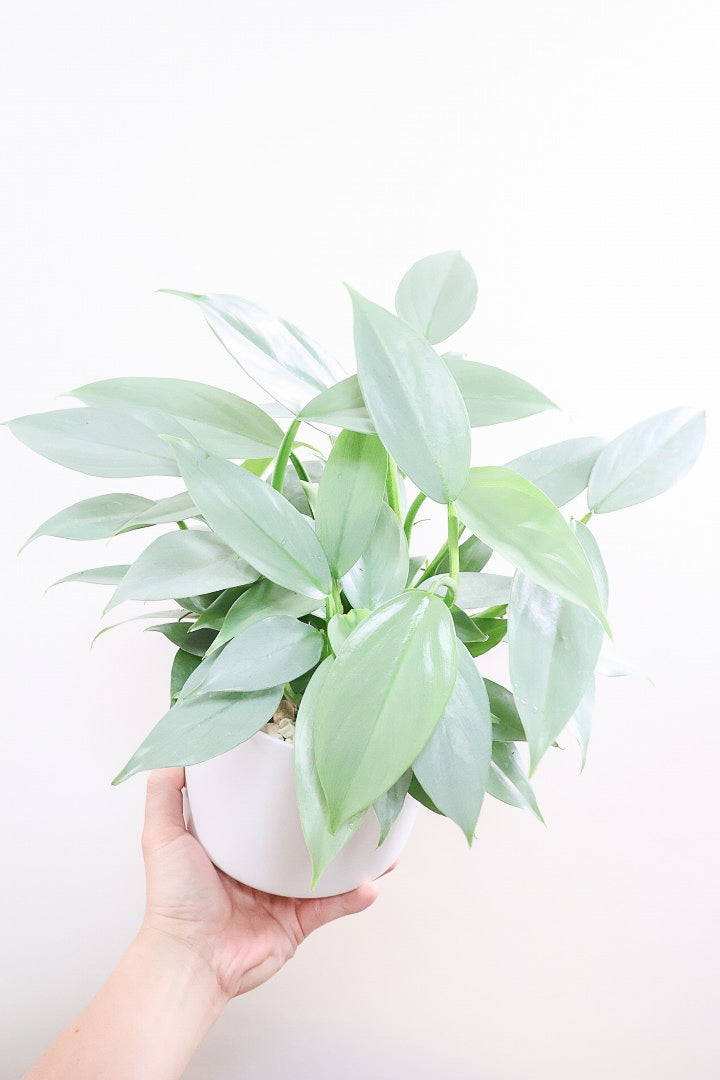 【シルバーメタル】ボリュームのあるサイズ。葉の質感が特徴的な観葉植物です!!状態は最高に良いです!