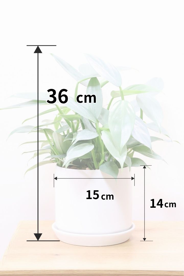 【シルバーメタル】ボリュームのあるサイズ。葉の質感が特徴的な観葉植物です!!状態は最高に良いです!