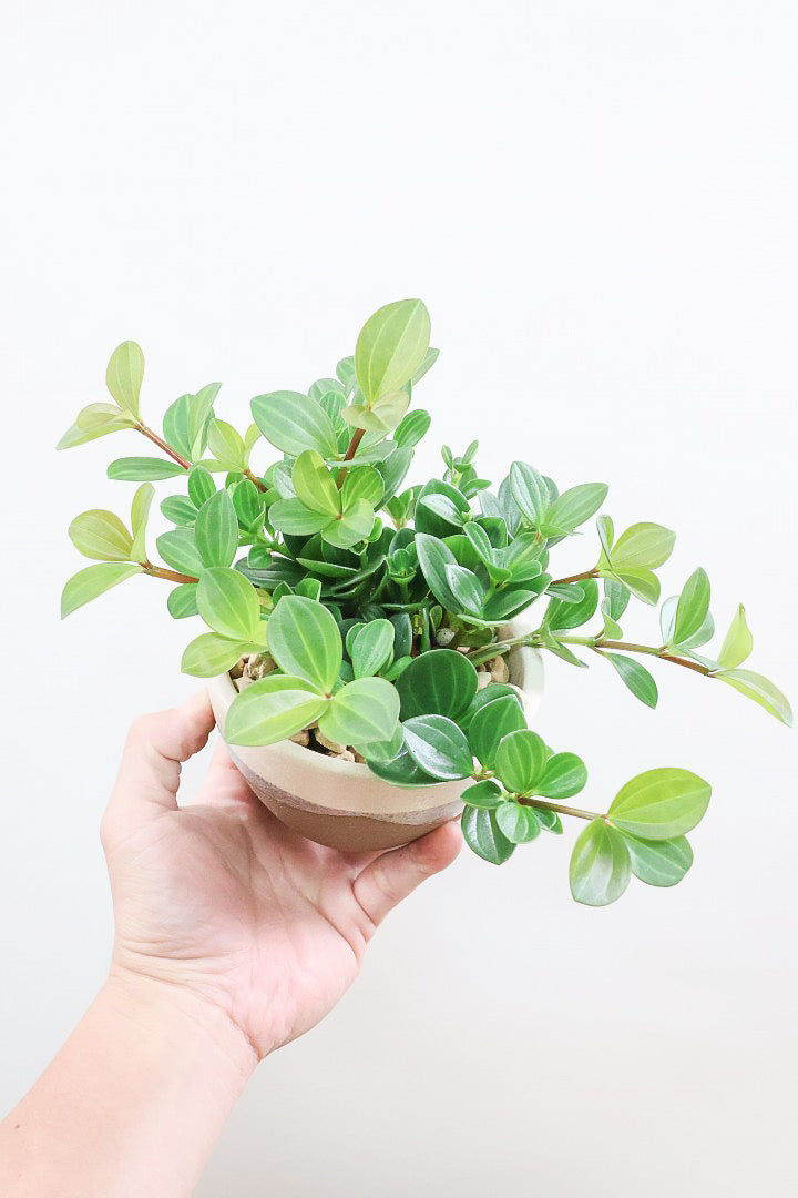ペペロミア フェアリーBR59877| 観葉植物の通信販売 | APEGO