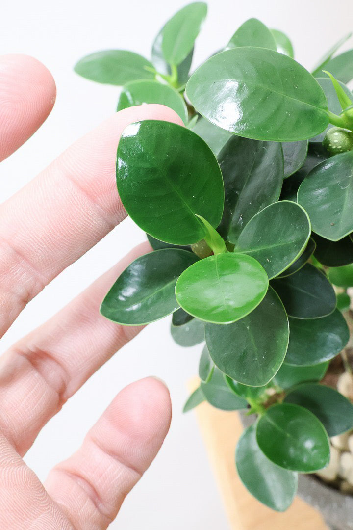 【パンダガジュマル】シックな色合いのPOT!そして個性のある盆栽仕立て!ガジュマルの中でも更に極小のかわいい葉です♪