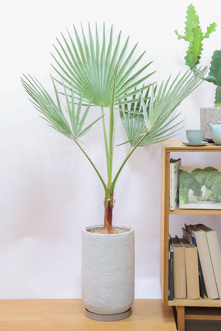 【ワシントンヤシ】大きな扇状の葉が印象的!一枚一枚がとっても大きいので見た目の存在感があります!