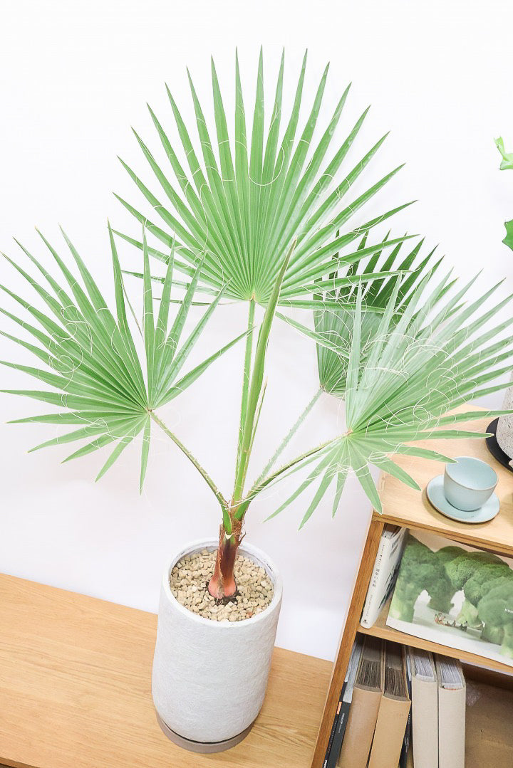 【ワシントンヤシ】大きな扇状の葉が印象的!一枚一枚がとっても大きいので見た目の存在感があります!