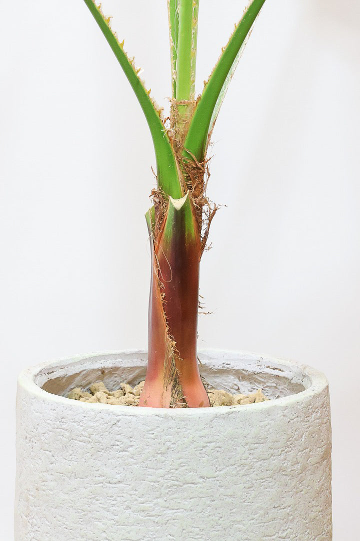 【ワシントンヤシ】大きな扇状の葉が印象的!一枚一枚がとっても大きいので見た目の存在感があります!