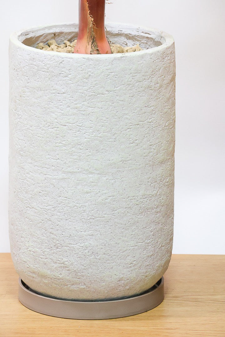 【ワシントンヤシ】大きな扇状の葉が印象的!一枚一枚がとっても大きいので見た目の存在感があります!