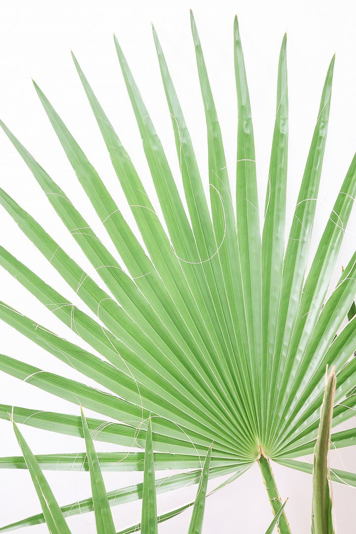 【ワシントンヤシ】大きな扇状の葉が印象的!一枚一枚がとっても大きいので見た目の存在感があります!