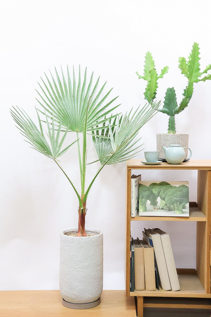 【ワシントンヤシ】大きな扇状の葉が印象的!一枚一枚がとっても大きいので見た目の存在感があります!