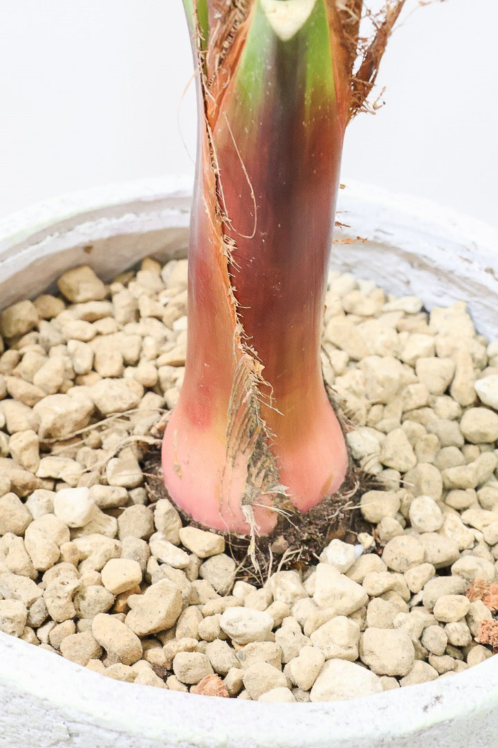 【ワシントンヤシ】大きな扇状の葉が印象的!一枚一枚がとっても大きいので見た目の存在感があります!