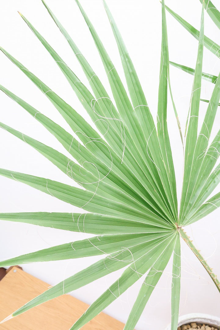 【ワシントンヤシ】大きな扇状の葉が印象的!一枚一枚がとっても大きいので見た目の存在感があります!