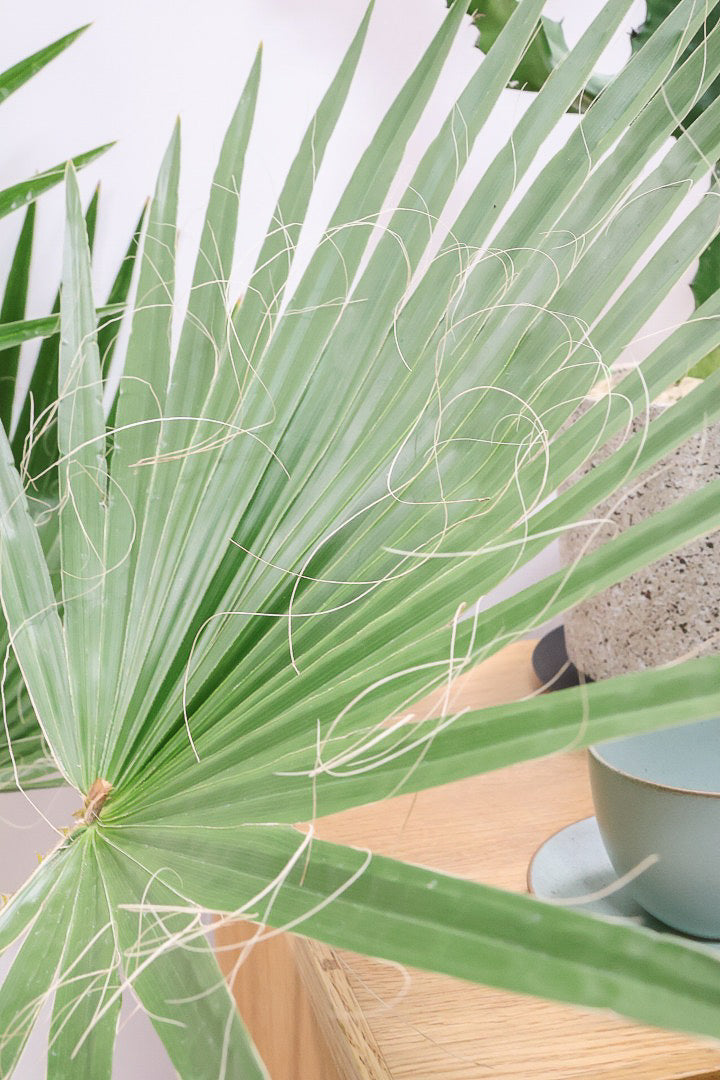 【ワシントンヤシ】大きな扇状の葉が印象的!一枚一枚がとっても大きいので見た目の存在感があります!